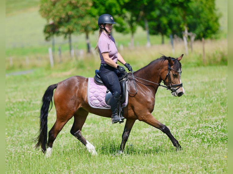 Weitere Ponys/Kleinpferde Stute 3 Jahre 146 cm Brauner in Hohenahr