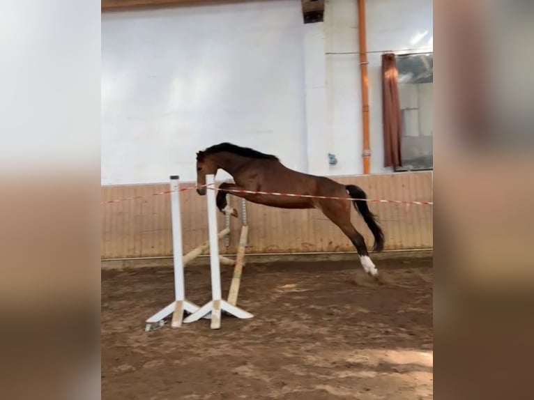 Weitere Ponys/Kleinpferde Stute 3 Jahre 146 cm Brauner in Hohenahr