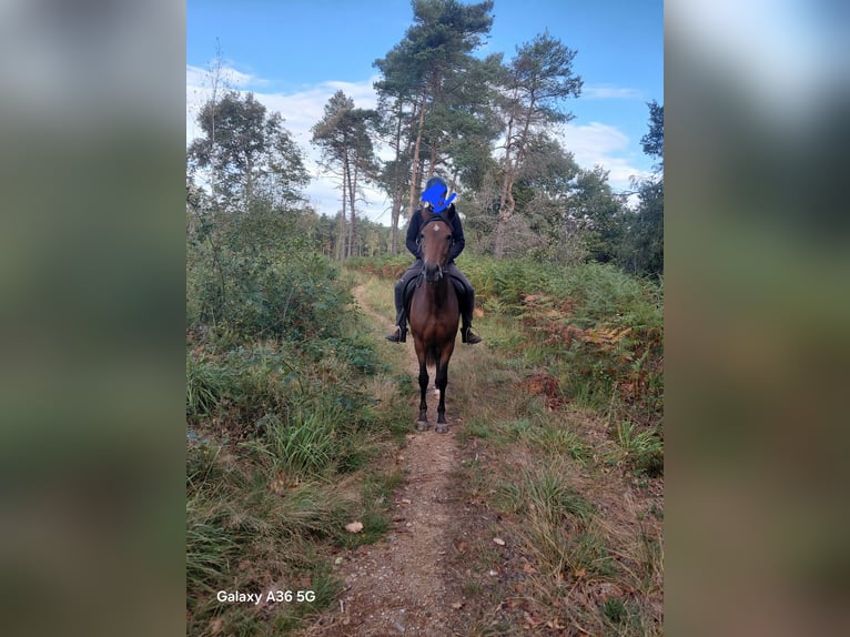 Weitere Ponys/Kleinpferde Stute 3 Jahre 147 cm Brauner in Sansac-de-Marmiesse