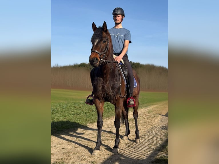 Weitere Ponys/Kleinpferde Stute 3 Jahre 148 cm Brauner in Blankenheim