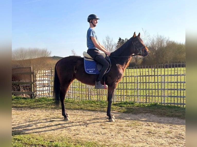 Weitere Ponys/Kleinpferde Stute 3 Jahre 148 cm Brauner in Blankenheim