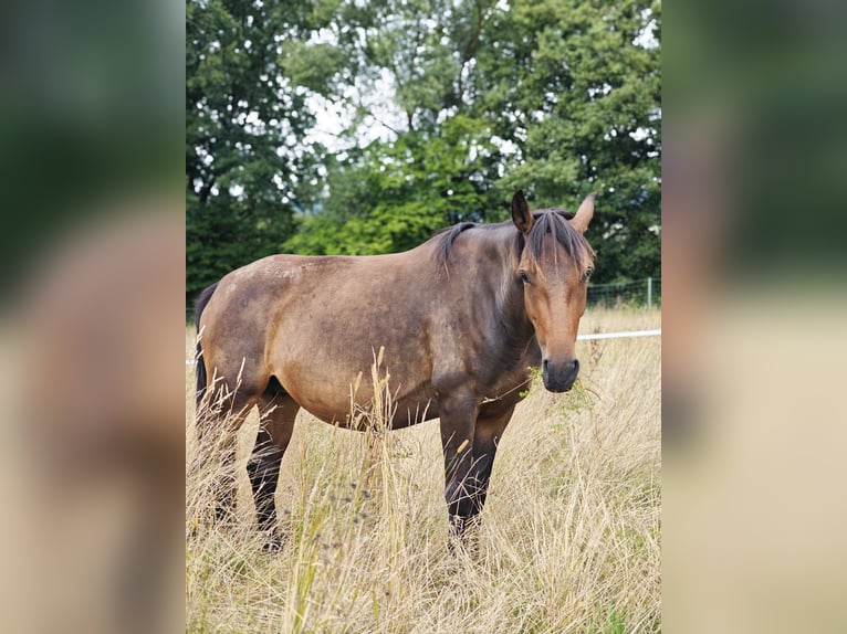 Weitere Ponys/Kleinpferde Stute 3 Jahre 148 cm Dunkelbrauner in Bad Camberg