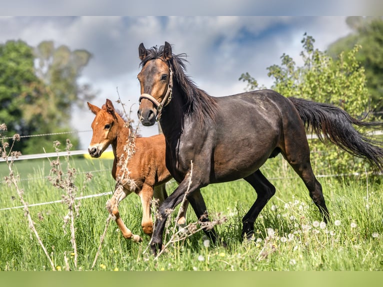 Weitere Ponys/Kleinpferde Stute 3 Jahre 148 cm Dunkelbrauner in Bad Camberg
