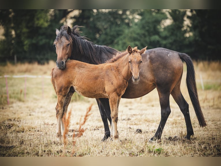 Weitere Ponys/Kleinpferde Stute 3 Jahre 148 cm Dunkelbrauner in Bad Camberg