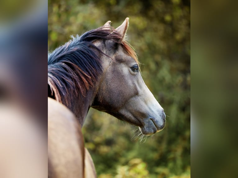 Weitere Ponys/Kleinpferde Stute 3 Jahre 148 cm Falbe in Hohenahr