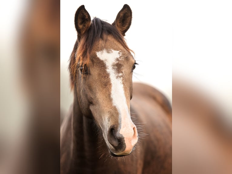 Weitere Ponys/Kleinpferde Stute 3 Jahre 148 cm Falbe in Hohenahr