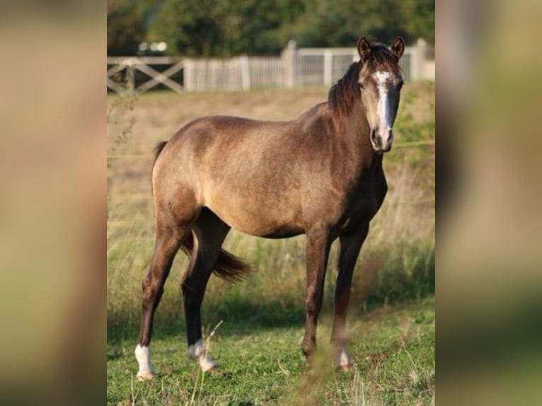 Weitere Ponys/Kleinpferde Stute 3 Jahre 148 cm Falbe in Hohenahr