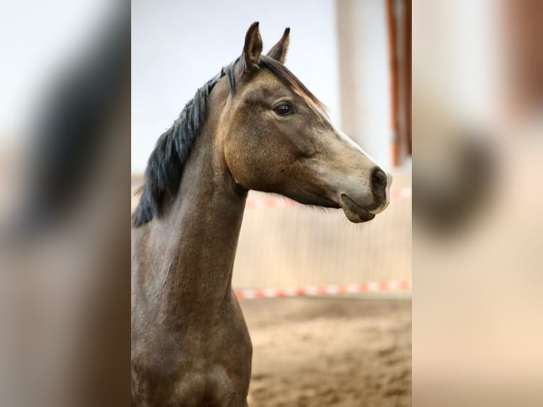 Weitere Ponys/Kleinpferde Stute 3 Jahre 148 cm Falbe in Hohenahr