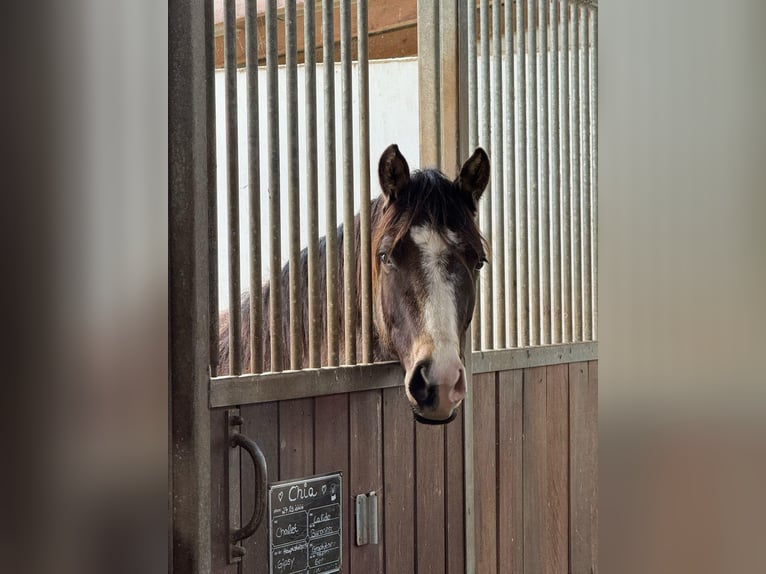 Weitere Ponys/Kleinpferde Stute 3 Jahre 148 cm Falbe in Hohenahr