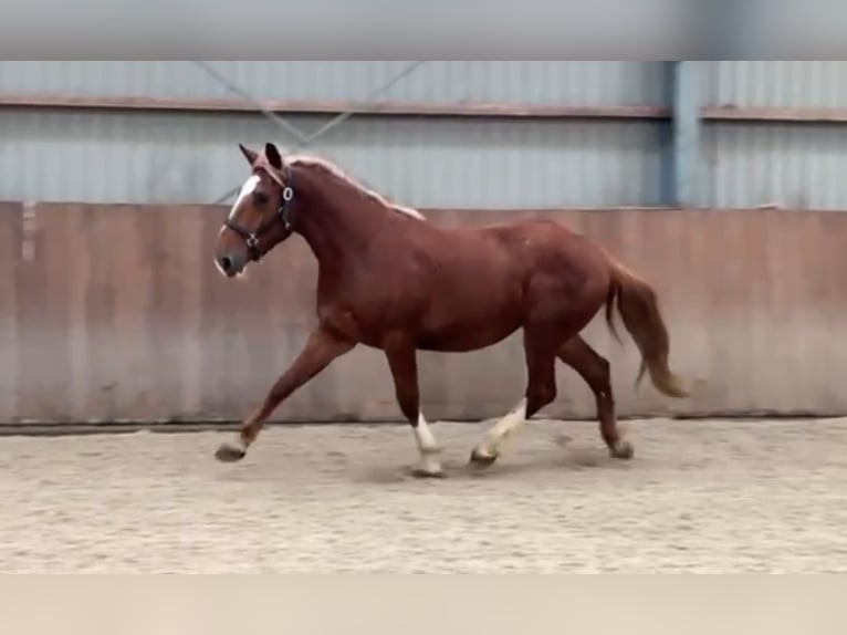 Weitere Ponys/Kleinpferde Mix Stute 3 Jahre 150 cm Fuchs in Zieuwent