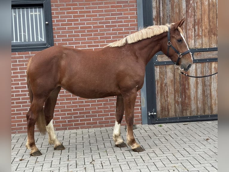 Weitere Ponys/Kleinpferde Mix Stute 3 Jahre 150 cm Fuchs in Zieuwent