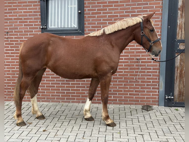 Weitere Ponys/Kleinpferde Mix Stute 3 Jahre 150 cm Fuchs in Zieuwent