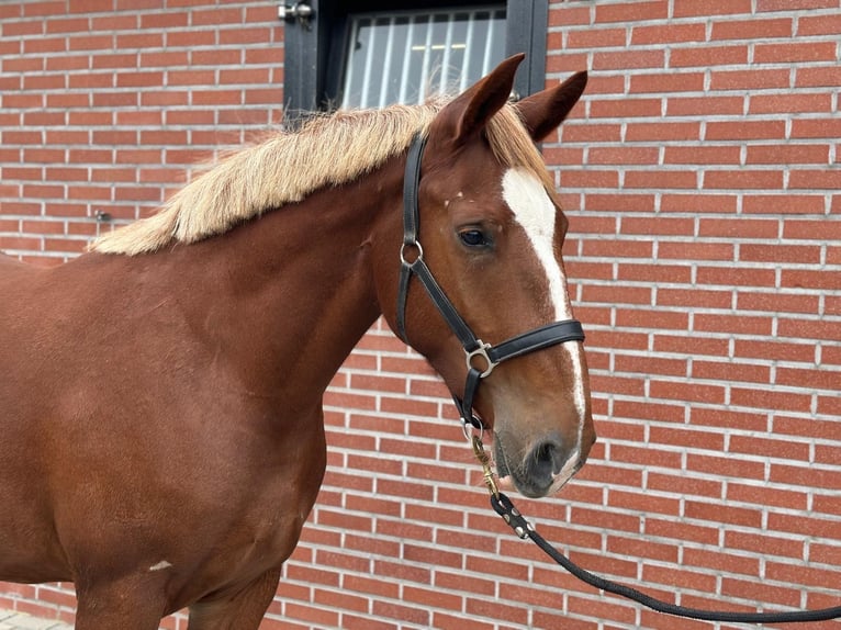 Weitere Ponys/Kleinpferde Mix Stute 3 Jahre 150 cm Fuchs in Zieuwent