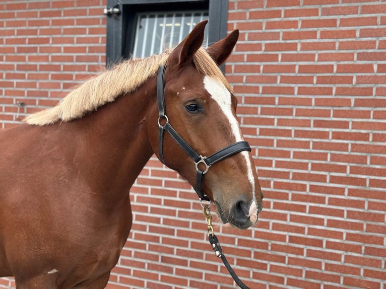 Weitere Ponys/Kleinpferde Mix Stute 3 Jahre 150 cm Fuchs in Zieuwent