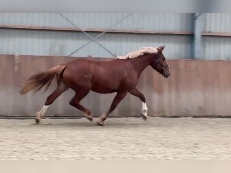 Weitere Ponys/Kleinpferde Mix Stute 3 Jahre 150 cm Fuchs in Zieuwent