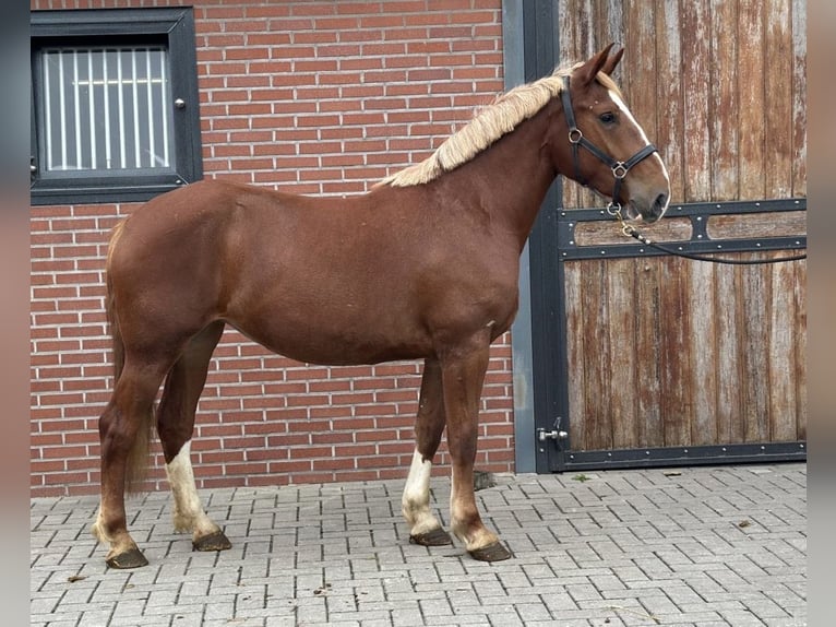 Weitere Ponys/Kleinpferde Mix Stute 3 Jahre 150 cm Fuchs in Zieuwent