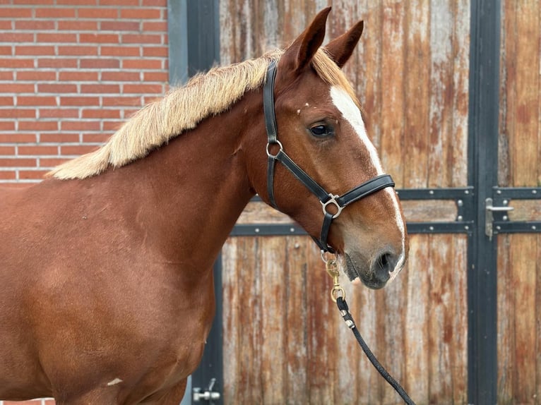 Weitere Ponys/Kleinpferde Mix Stute 3 Jahre 150 cm Fuchs in Zieuwent