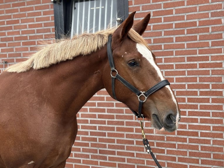 Weitere Ponys/Kleinpferde Mix Stute 3 Jahre 150 cm Fuchs in Zieuwent