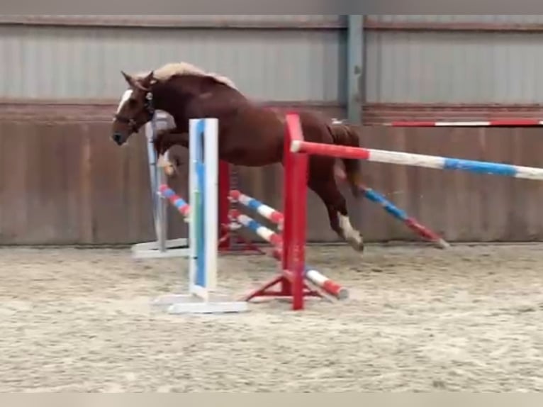 Weitere Ponys/Kleinpferde Mix Stute 3 Jahre 150 cm Fuchs in Zieuwent