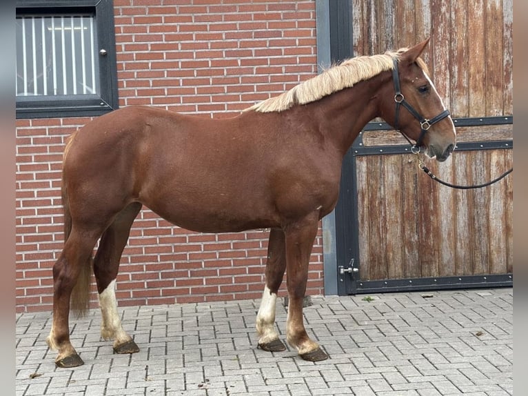 Weitere Ponys/Kleinpferde Mix Stute 3 Jahre 150 cm Fuchs in Zieuwent