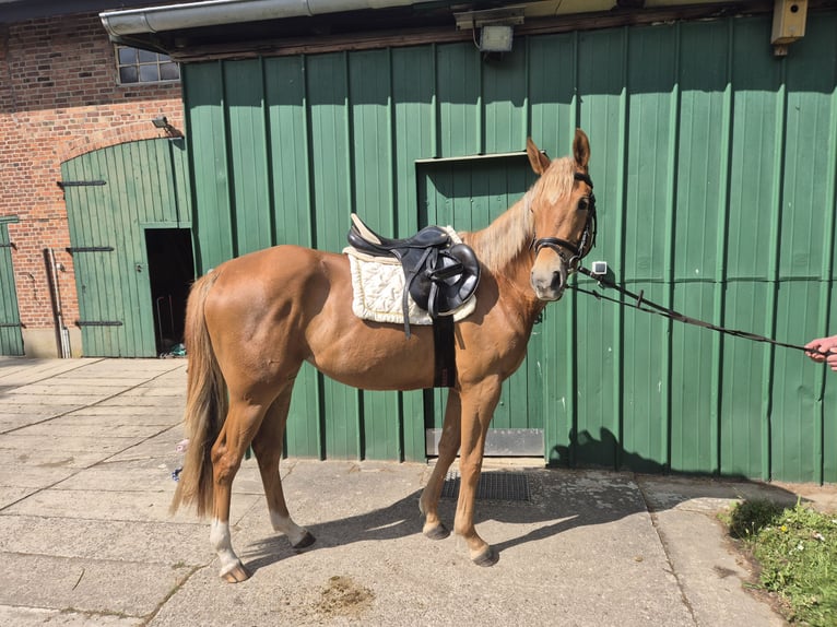 Weitere Ponys/Kleinpferde Stute 3 Jahre 152 cm Fuchs in Wankendorf