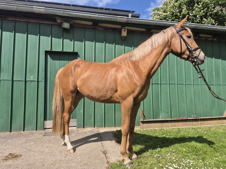 Weitere Ponys/Kleinpferde Stute 3 Jahre 152 cm Fuchs in Wankendorf