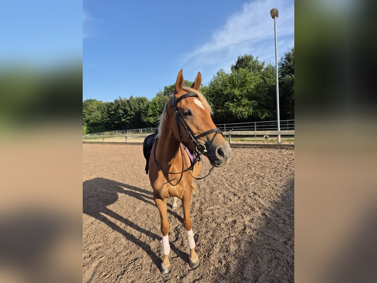Weitere Ponys/Kleinpferde Stute 3 Jahre 153 cm Fuchs in Ruhwinkel