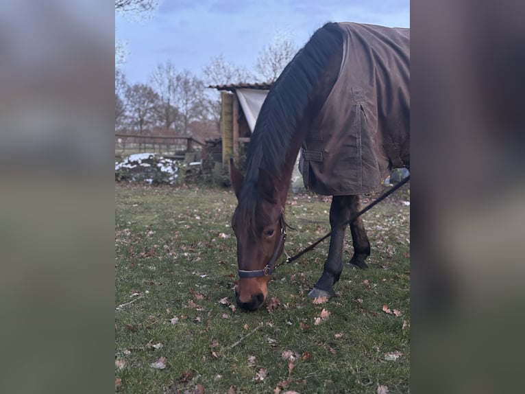 Weitere Ponys/Kleinpferde Stute 3 Jahre 156 cm Brauner in Uplengen