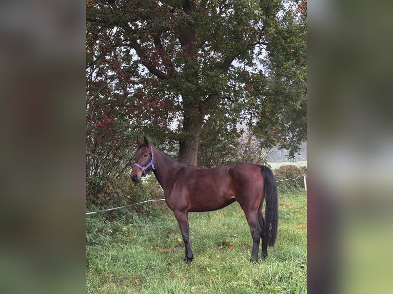 Weitere Ponys/Kleinpferde Stute 3 Jahre 156 cm Brauner in Uplengen