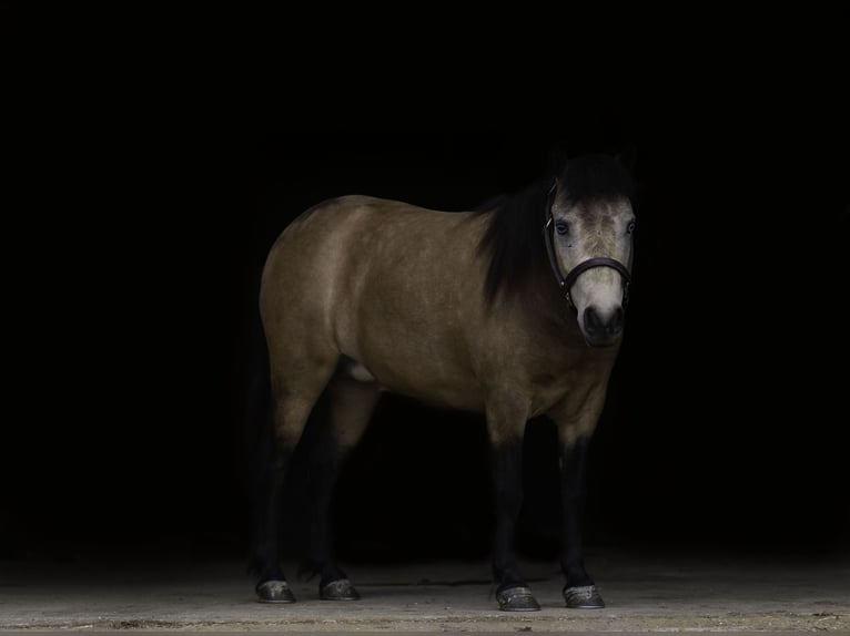 Weitere Ponys/Kleinpferde Stute 4 Jahre 107 cm Buckskin in Nevis, MN