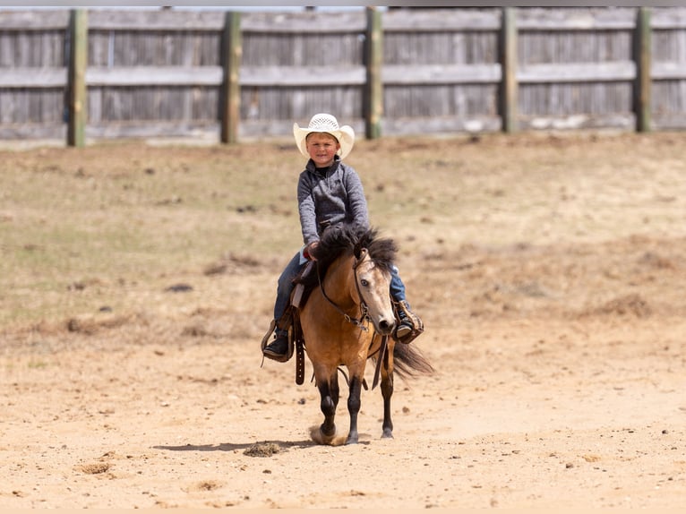 Weitere Ponys/Kleinpferde Stute 4 Jahre 107 cm Buckskin in Nevis, MN