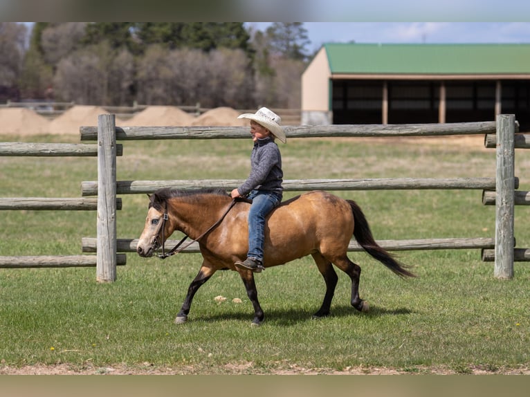 Weitere Ponys/Kleinpferde Stute 4 Jahre 107 cm Buckskin in Nevis, MN
