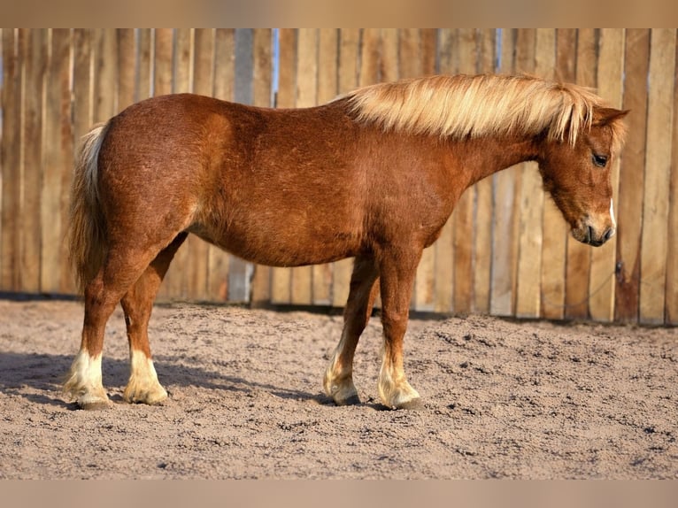 Weitere Ponys/Kleinpferde Stute 4 Jahre 109 cm Rotfuchs in Rigby