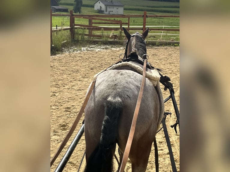 Weitere Ponys/Kleinpferde Stute 4 Jahre 115 cm Rotschimmel in Ursensollen