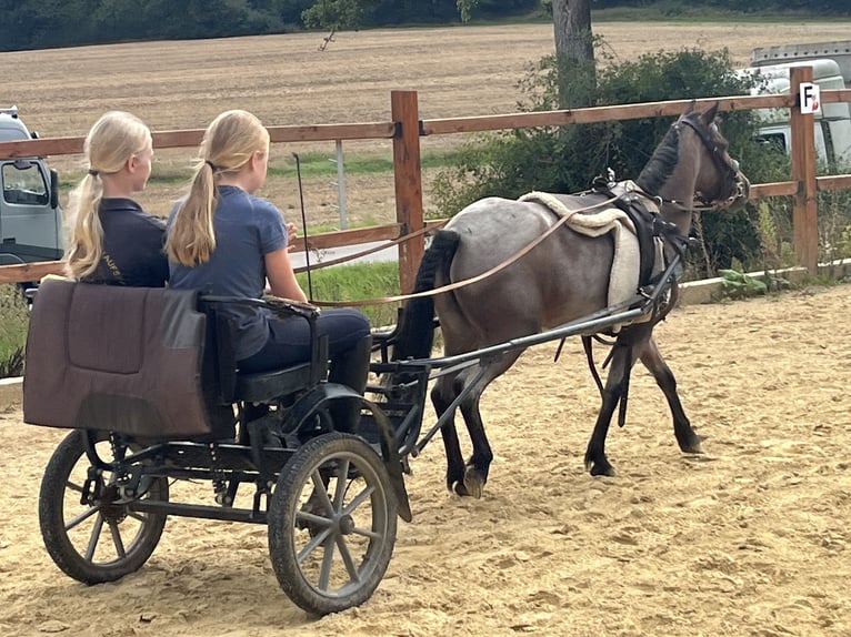 Weitere Ponys/Kleinpferde Stute 4 Jahre 115 cm Rotschimmel in Ursensollen