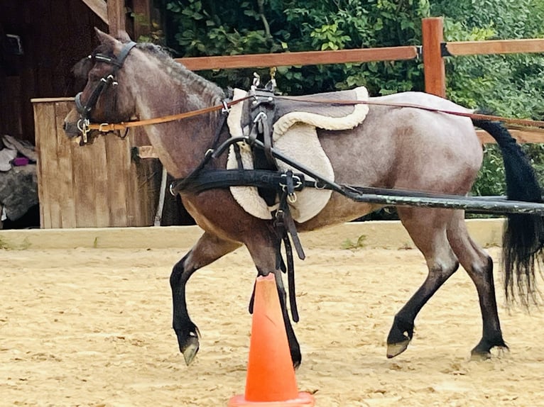 Weitere Ponys/Kleinpferde Stute 4 Jahre 115 cm Rotschimmel in Ursensollen