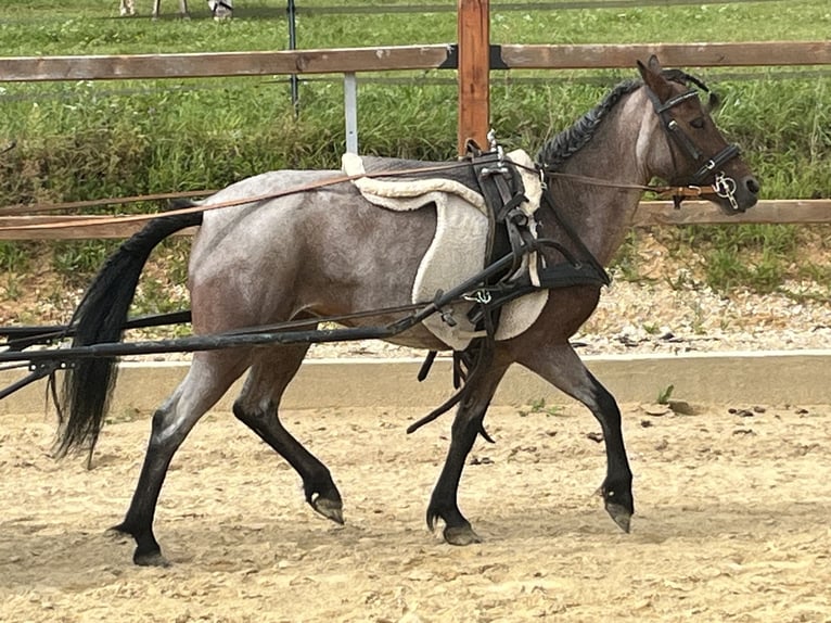 Weitere Ponys/Kleinpferde Stute 4 Jahre 115 cm Rotschimmel in Ursensollen