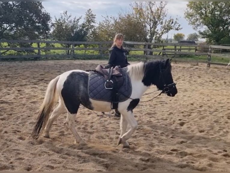 Weitere Ponys/Kleinpferde Stute 4 Jahre 120 cm Schecke in Rechnitz Weitere Ponys/Kleinpferde Stute 4 Jahre 120 cm Schecke in Rechnitz
