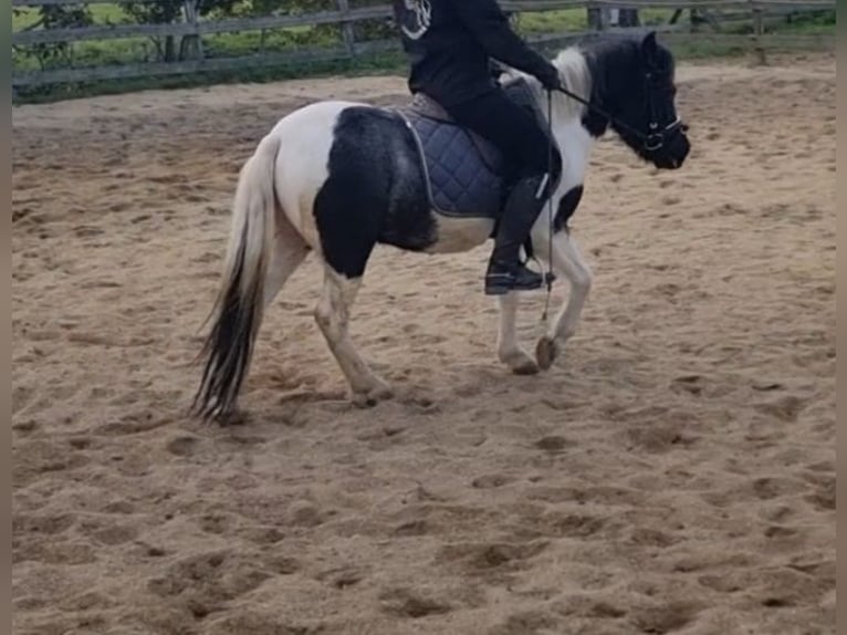Weitere Ponys/Kleinpferde Stute 4 Jahre 120 cm Schecke in Rechnitz Weitere Ponys/Kleinpferde Stute 4 Jahre 120 cm Schecke in Rechnitz
