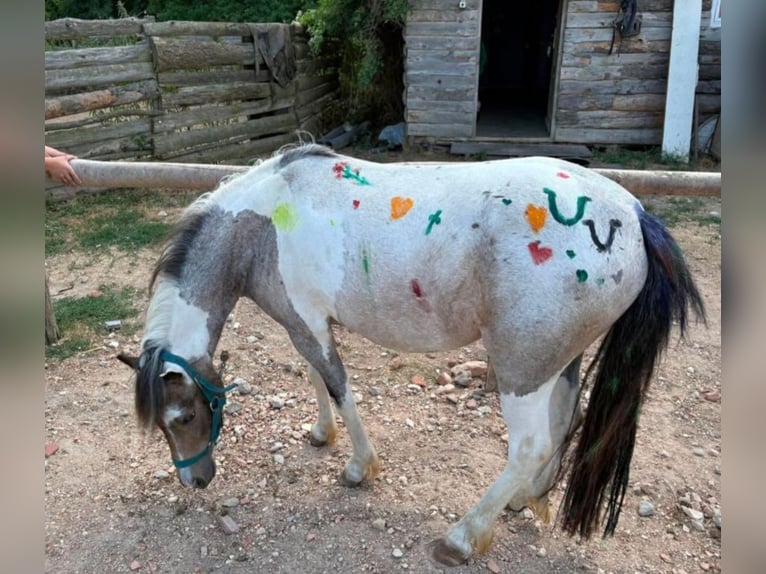 Weitere Ponys/Kleinpferde Stute 4 Jahre 123 cm Schecke in Rechnitz
