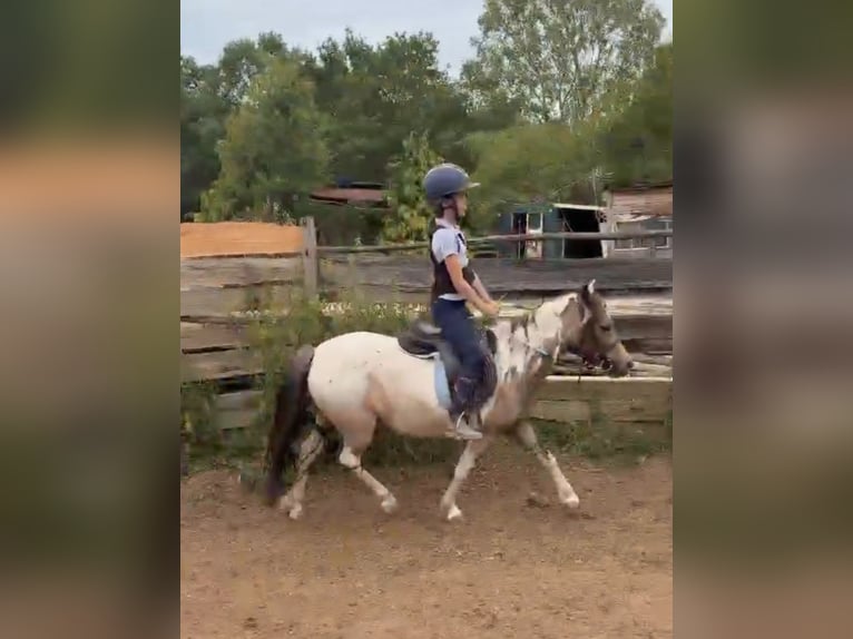 Weitere Ponys/Kleinpferde Stute 4 Jahre 123 cm Schecke in Rechnitz