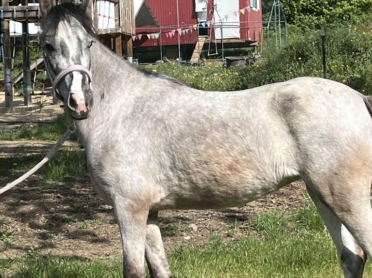 Weitere Ponys/Kleinpferde Stute 4 Jahre 125 cm Schimmel in Ursensollen