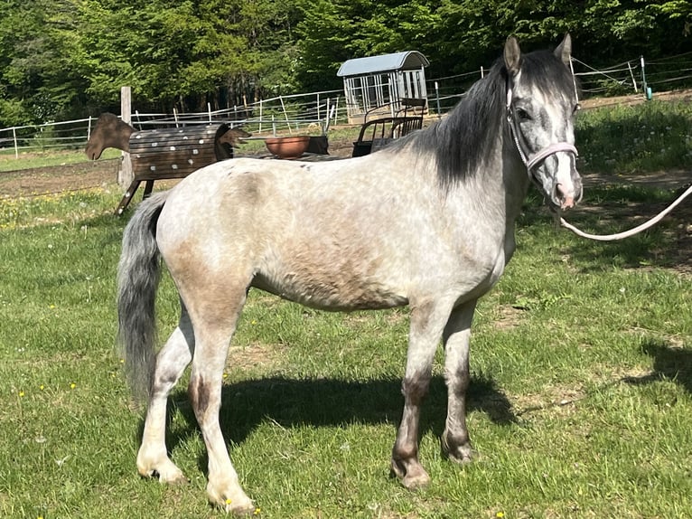 Weitere Ponys/Kleinpferde Stute 4 Jahre 125 cm Schimmel in Ursensollen