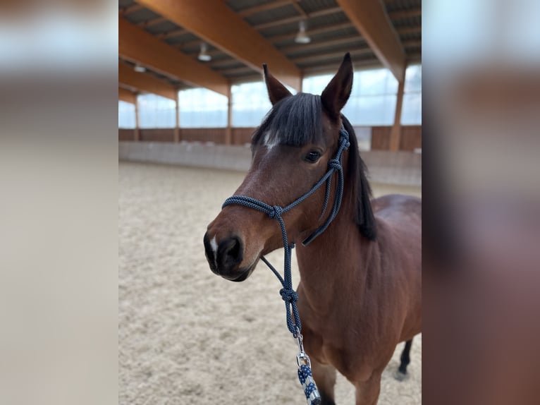 Weitere Ponys/Kleinpferde Stute 4 Jahre 128 cm Dunkelfuchs in Dorfbeuern