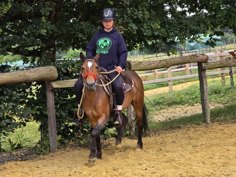 Weitere Ponys/Kleinpferde Stute 4 Jahre 133 cm Brauner in Linkenbach