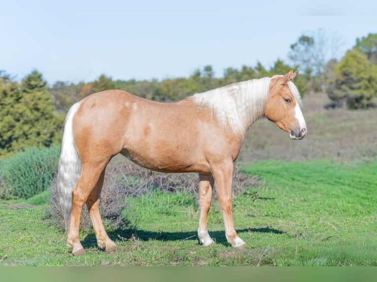 Weitere Ponys/Kleinpferde Stute 4 Jahre 135 cm Palomino in Weaubleau