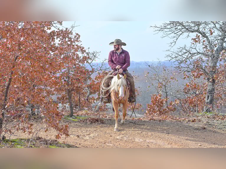 Weitere Ponys/Kleinpferde Stute 4 Jahre 135 cm Palomino in Weaubleau