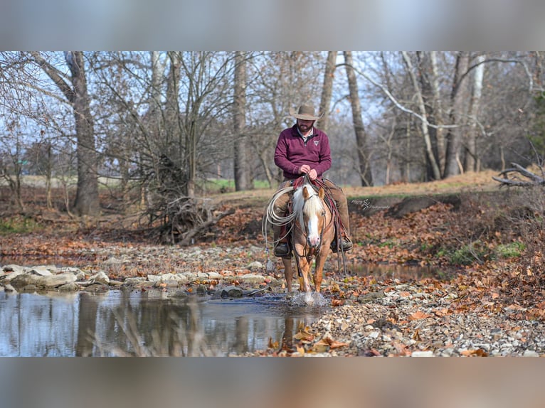 Weitere Ponys/Kleinpferde Stute 4 Jahre 135 cm Palomino in Weaubleau