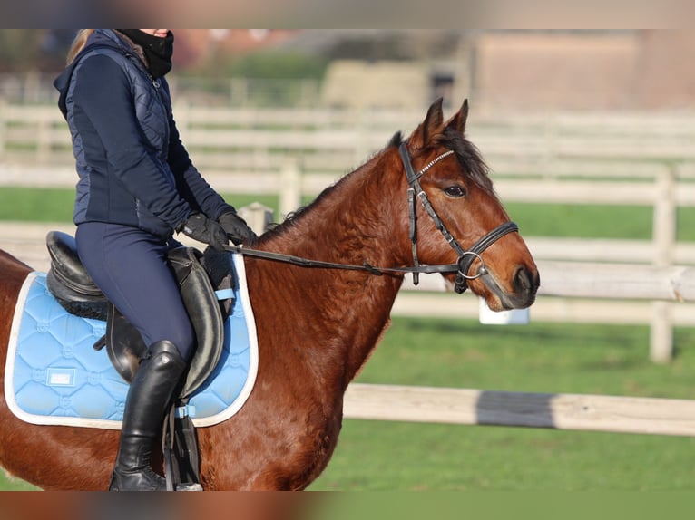 Weitere Ponys/Kleinpferde Stute 4 Jahre 140 cm Brauner in Bogaarden