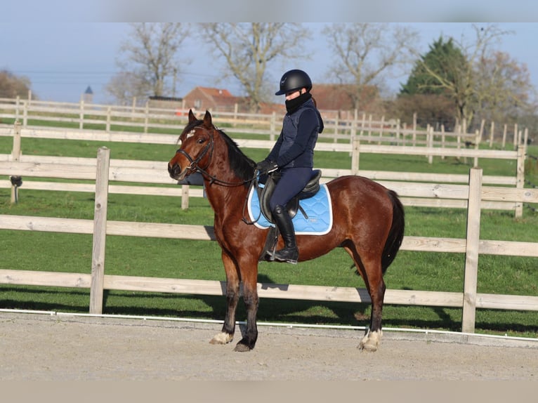 Weitere Ponys/Kleinpferde Stute 4 Jahre 140 cm Brauner in Bogaarden